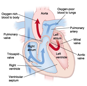 Inside view of normal heart showing flow of oxygen-poor blood to lungs and oxygen-rich blood to body.