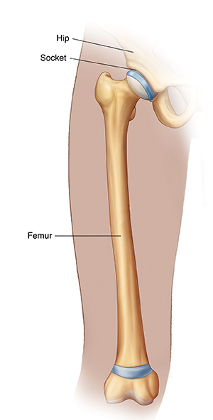 Front view of thigh showing, hip, socket, and femur.