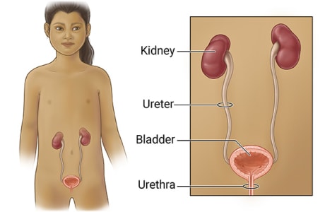 Front view of a child showing the urinary tract. An inset shows the kidneys, ureters, bladder, and urethra.