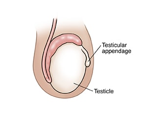 Side view of testicle in scrotum, showing testicular appendage.