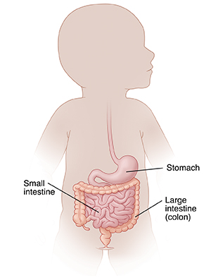 Outline of infant showing digestive tract in normal position.