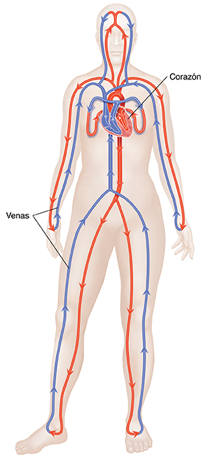 Vista frontal del cuerpo donde se ven las arterias, las venas, el corazón y el sistema circulatorio cerrado.